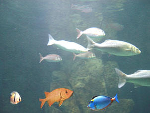 Acuario
