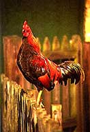 El gallo es el noble de gallinero