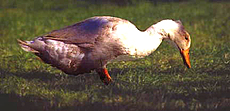El pato sería el burgués del gallinero