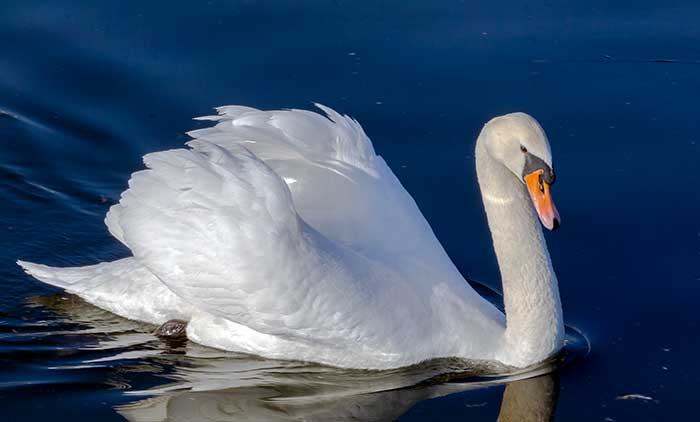 El Cisne, un reflejo de la elegancia que tiene a Dios como ejemplar