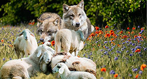 Entre lobos y ovejas, nuevo estilo de relaciones