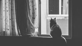 El gato, imagen perfecta del refinamiento